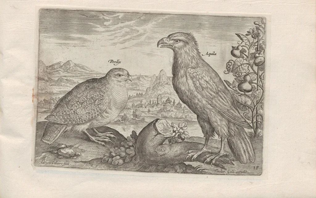 An illustration from Avium vivae icones, 1580, leaf 37