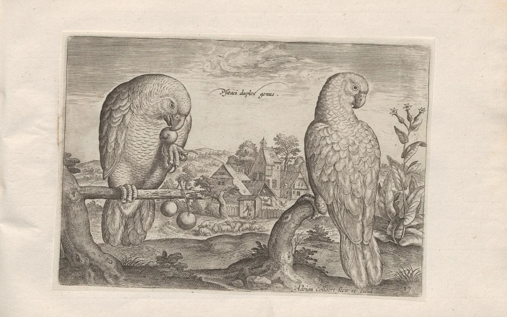 An illustration from Avium vivae icones, 1580, leaf 39