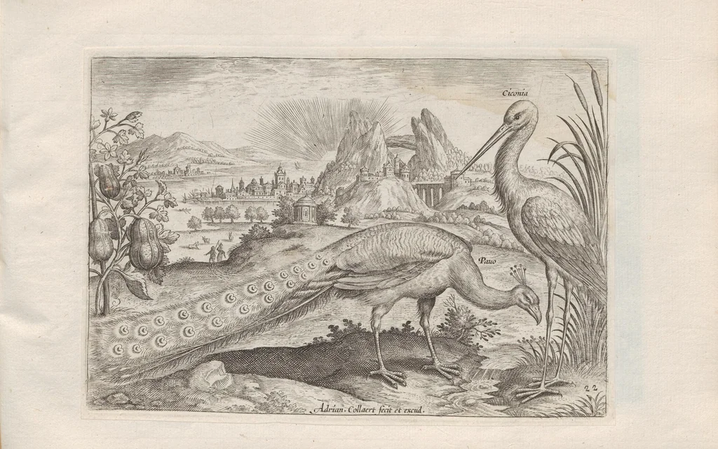An illustration from Avium vivae icones, 1580, leaf 45