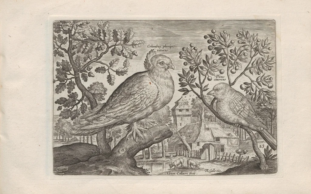 An illustration from Avium vivae icones, 1580, leaf 47