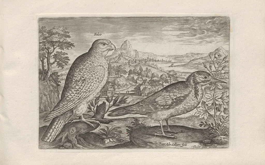 An illustration from Avium vivae icones, 1580, leaf 49