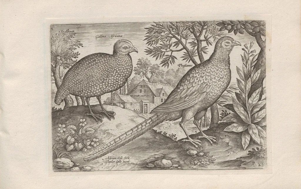 An illustration from Avium vivae icones, 1580, leaf 51