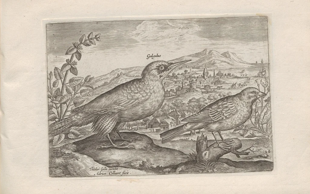 An illustration from Avium vivae icones, 1580, leaf 53