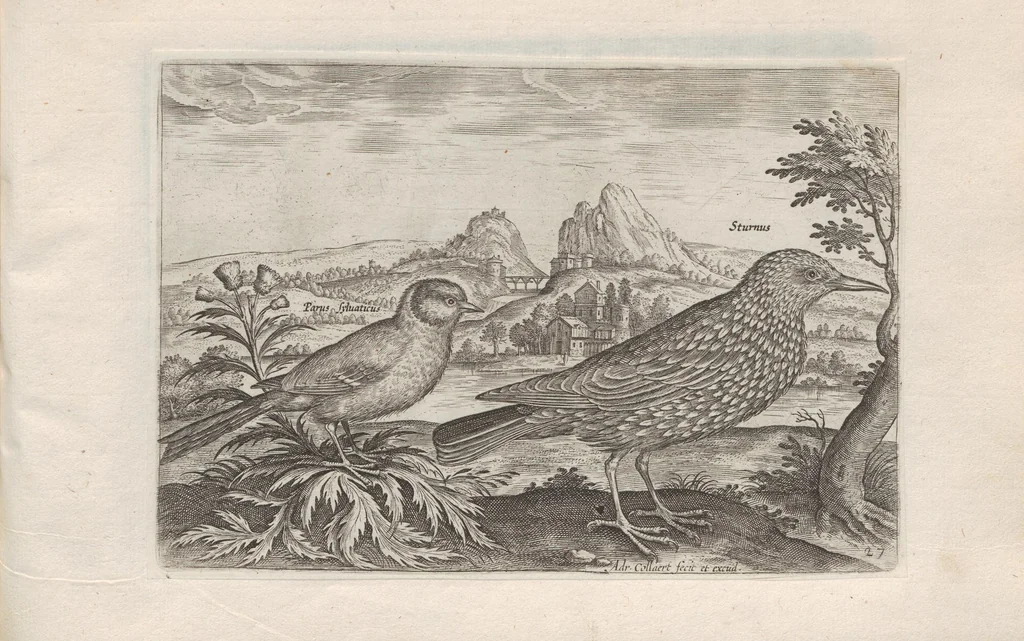 An illustration from Avium vivae icones, 1580, leaf 55