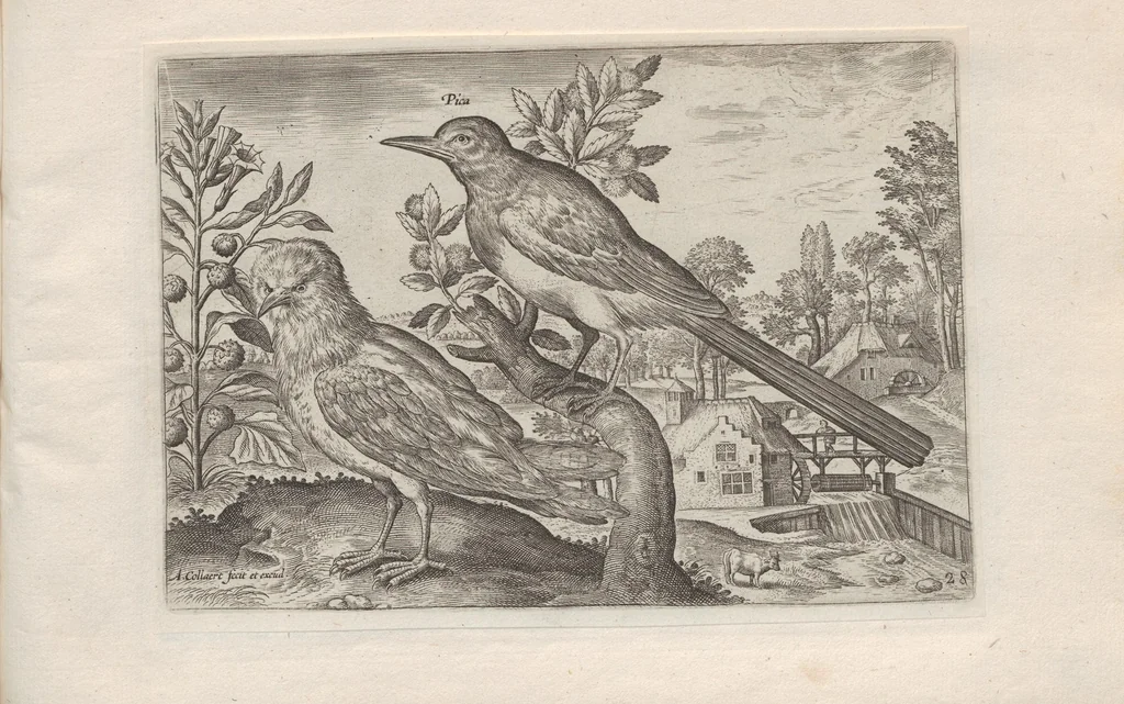 An illustration from Avium vivae icones, 1580, leaf 57