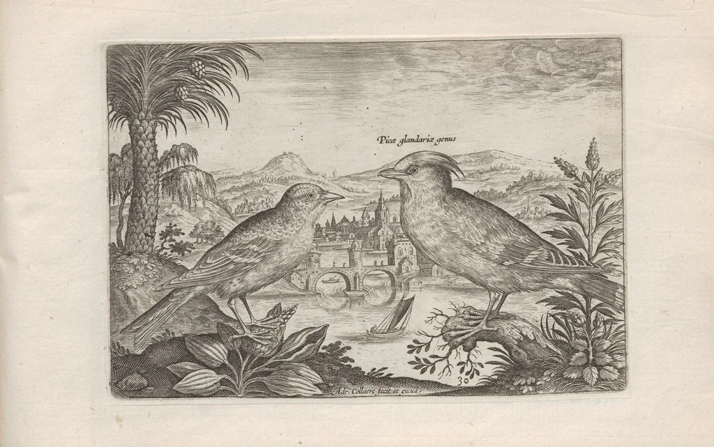 An illustration from Avium vivae icones, 1580, leaf 61