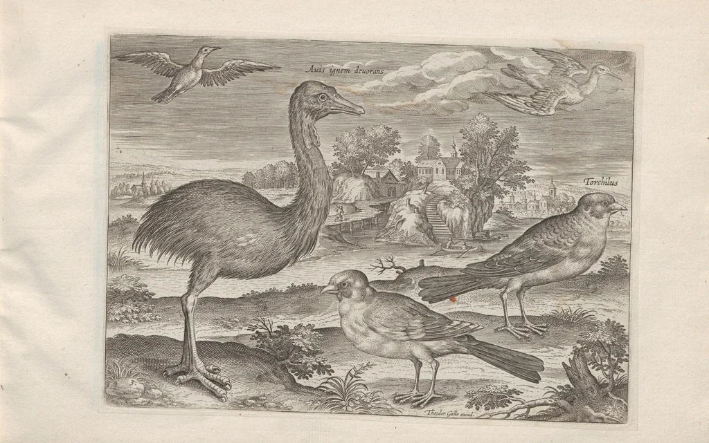 An illustration from Avium vivae icones, 1580, leaf 7