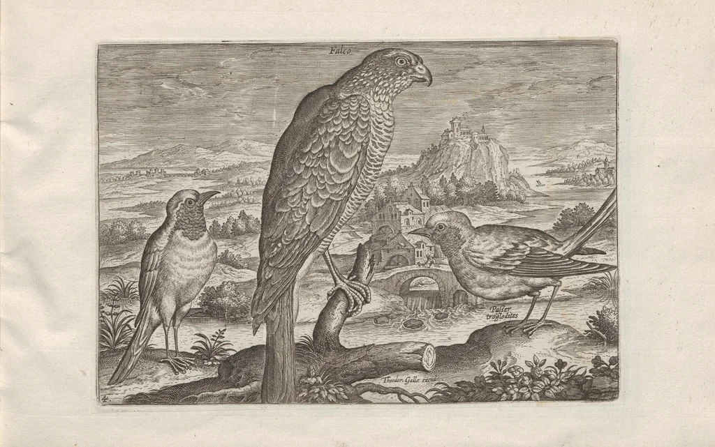 An illustration from Avium vivae icones, 1580, leaf 9