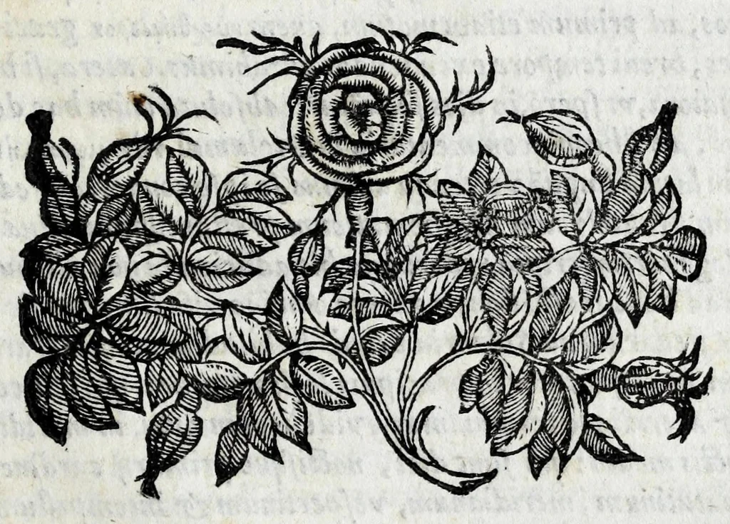 An illustration from Avtolyci De vario ortv et occasv astrorvm inerrantivm : libri dvo, nvnc primvm de Graeca lingua in Latinam conuersi : scholiis antiquis & figuris illustrati, de Vaticana Bibliotheca deprompti, 1588, leaf 13