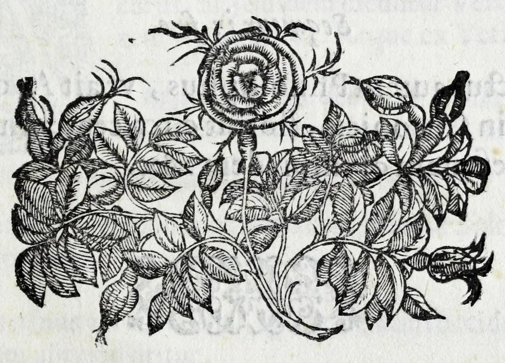 An illustration from Avtolyci De vario ortv et occasv astrorvm inerrantivm : libri dvo, nvnc primvm de Graeca lingua in Latinam conuersi : scholiis antiquis & figuris illustrati, de Vaticana Bibliotheca deprompti, 1588, leaf 17