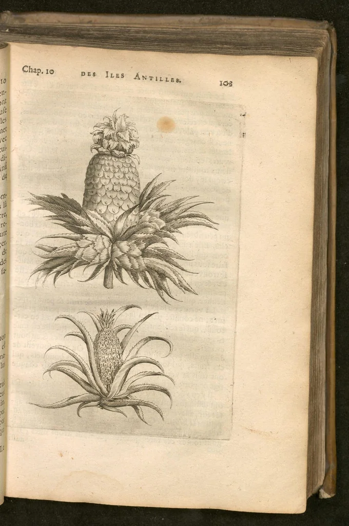 An illustration from Histoire naturelle et morale des iles Antilles de l'Amerique : Enrichie de plusieurs belles figures des raretez les plus considérables qui y sont..., 1658, leaf 124