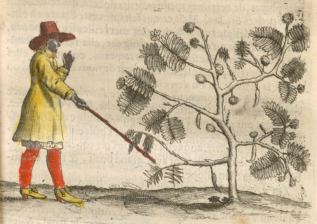 An illustration from Histoire naturelle et morale des iles Antilles de l'Amerique : Enrichie de plusieurs belles figures des raretez les plus considérables qui y sont..., 1658, leaf 132