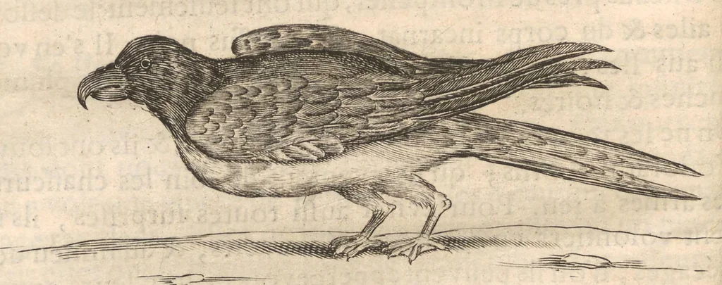 An illustration from Histoire naturelle et morale des iles Antilles de l'Amerique : Enrichie de plusieurs belles figures des raretez les plus considérables qui y sont..., 1658, leaf 171