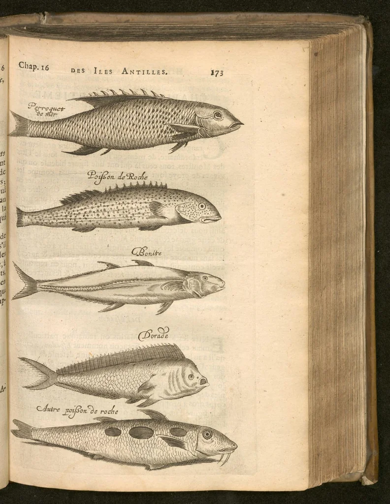 An illustration from Histoire naturelle et morale des iles Antilles de l'Amerique : Enrichie de plusieurs belles figures des raretez les plus considérables qui y sont..., 1658, leaf 192