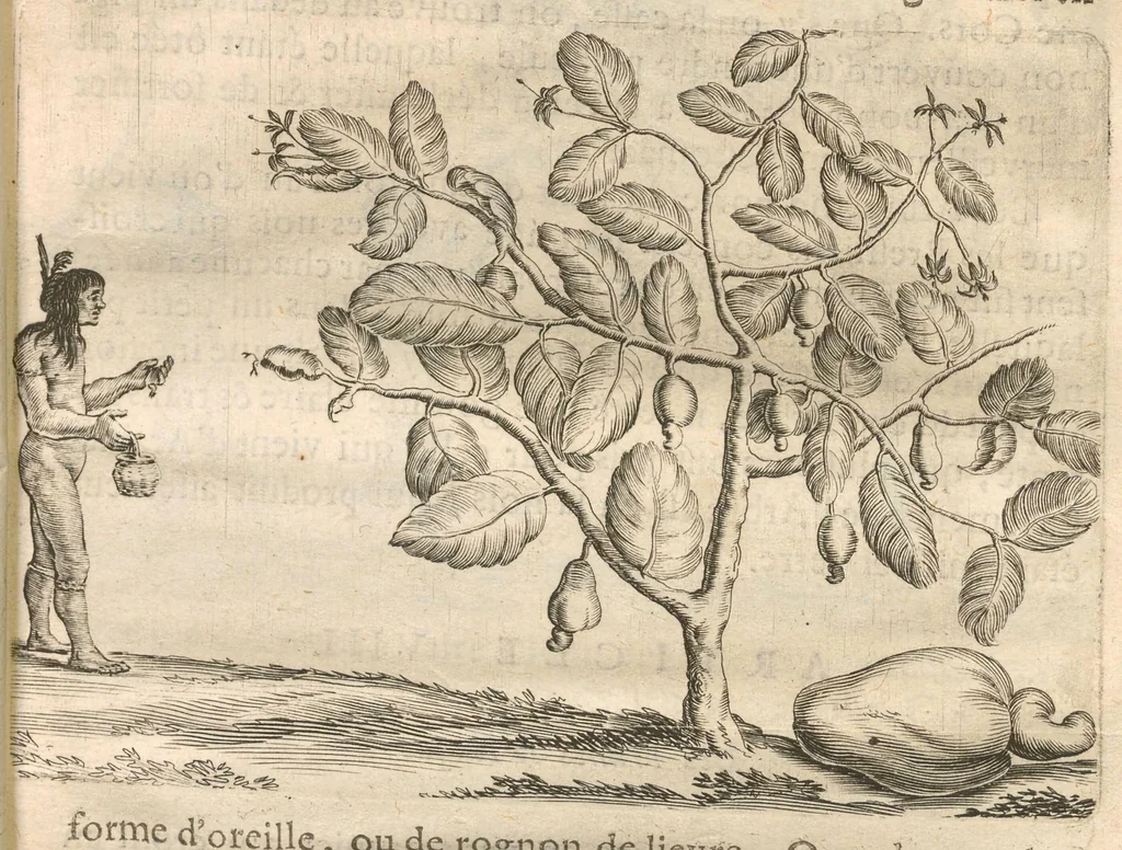 An illustration from Histoire naturelle et morale des iles Antilles de l'Amerique : Enrichie de plusieurs belles figures des raretez les plus considérables qui y sont..., 1658, leaf 76
