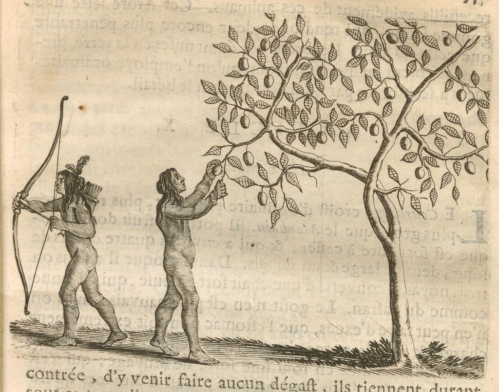 An illustration from Histoire naturelle et morale des iles Antilles de l'Amerique : Enrichie de plusieurs belles figures des raretez les plus considérables qui y sont..., 1658, leaf 78