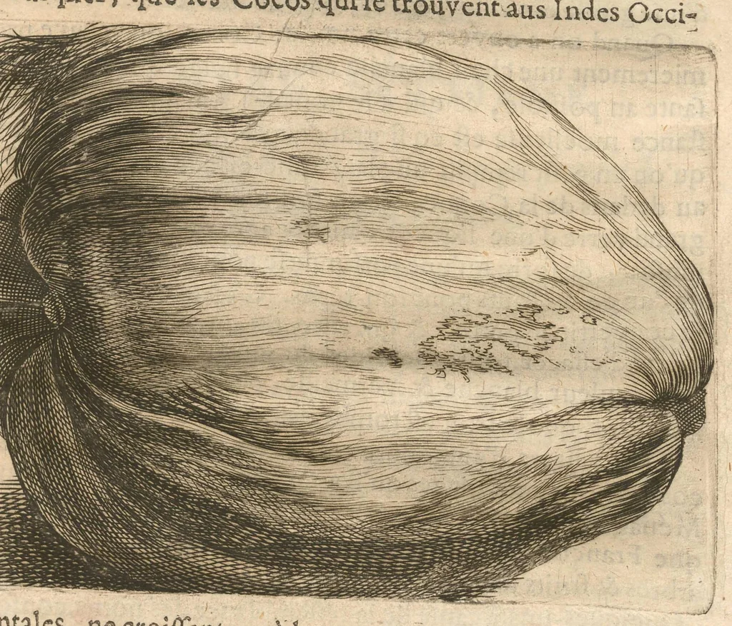 An illustration from Histoire naturelle et morale des iles Antilles de l'Amerique : Enrichie de plusieurs belles figures des raretez les plus considérables qui y sont..., 1658, leaf 86