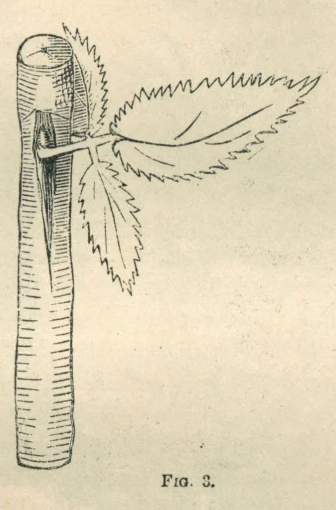 An illustration from Routledge's Every Girl's Annual, 1883, leaf 266