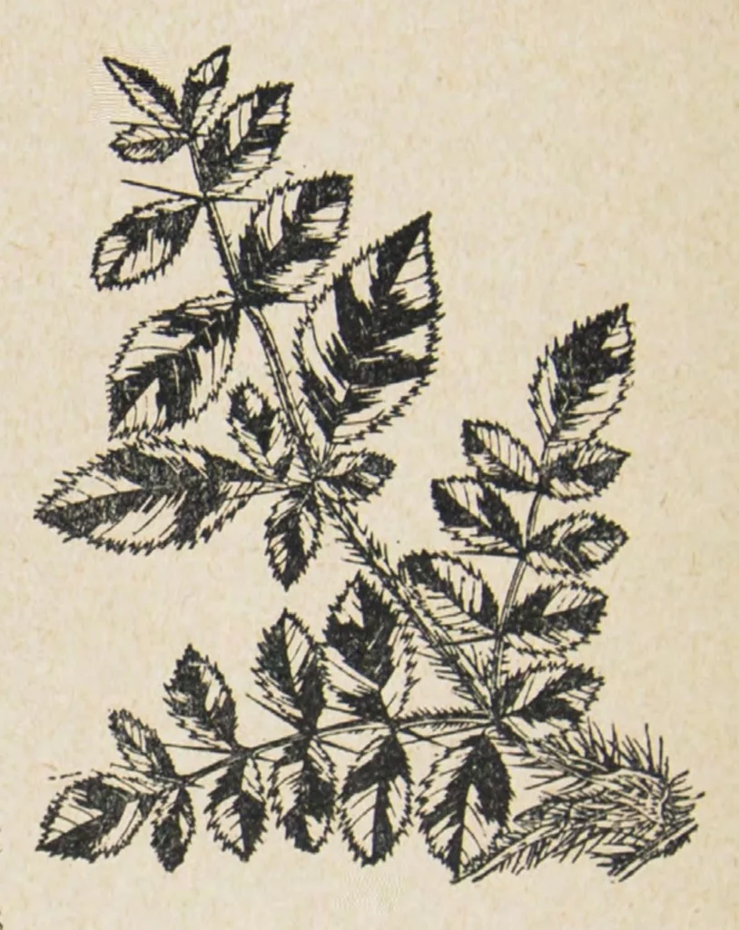 An illustration from Le Japon artistique : documents d'art et d'industrie. Vol 1, 1891, leaf 205