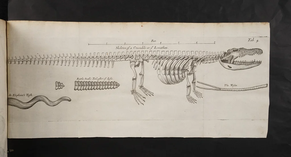 An illustration from Musæum Regalis Societatis. Or a catalogue & description of the natural and artificial rarities belonging to the Royal Society and preserved at Gresham Colledge, 1681, leaf 473