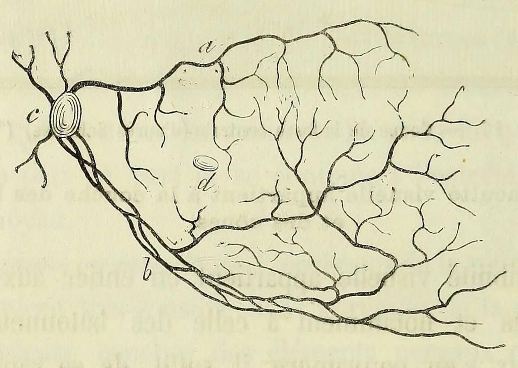 An illustration from Du diagnostic des maladies des yeux par la chromatoscopie rétinienne : précédé d'une étude sur les lois physiques et physiologiques des couleurs / par X. Galezowski, 1868, leaf 90