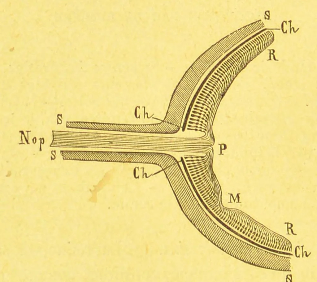 An illustration from La lumiÃ¨re et les coleurs au point de vue physiologique [electronic resource], 1888, leaf 74