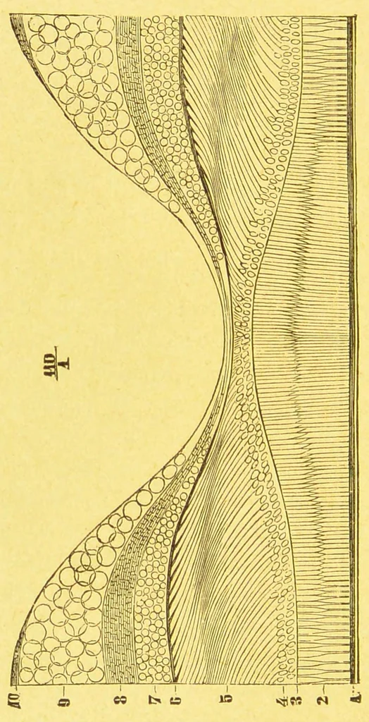 An illustration from La lumiÃ¨re et les coleurs au point de vue physiologique [electronic resource], 1888, leaf 80