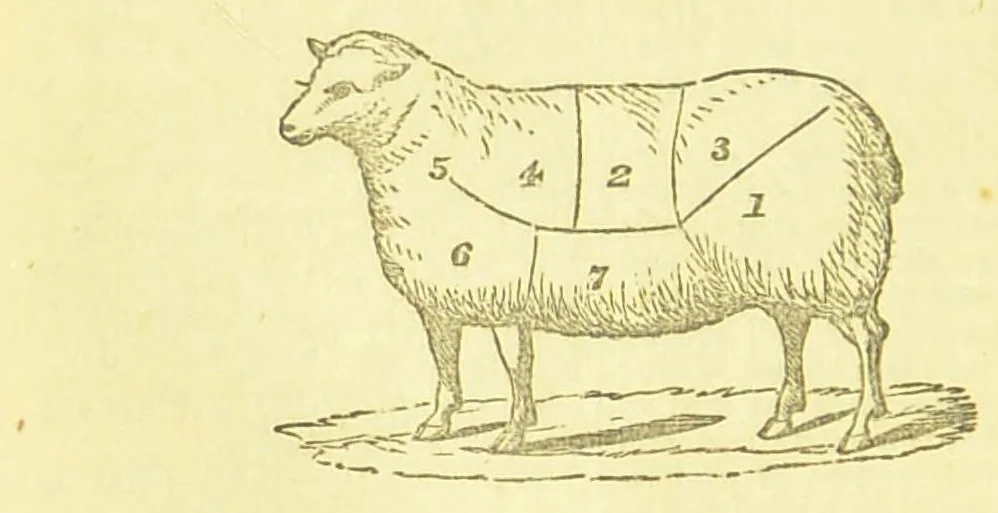 An illustration from Consult me, to know how to cook meats, poultry, fish, game, vegetables, soups, gravies, sauces, meat pies, puddings, food for the sick, &c.; consult me on confectionary ... consult me on household management and economy; ... consult me on diseases and their remedies ... consult me on how to dye ... consult me also on a thousand other things, 1870, leaf 264