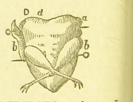 An illustration from Consult me, to know how to cook meats, poultry, fish, game, vegetables, soups, gravies, sauces, meat pies, puddings, food for the sick, &c.; consult me on confectionary ... consult me on household management and economy; ... consult me on diseases and their remedies ... consult me on how to dye ... consult me also on a thousand other things, 1870, leaf 294