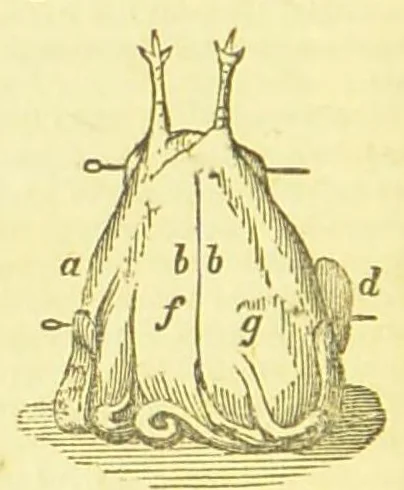 An illustration from Consult me, to know how to cook meats, poultry, fish, game, vegetables, soups, gravies, sauces, meat pies, puddings, food for the sick, &c.; consult me on confectionary ... consult me on household management and economy; ... consult me on diseases and their remedies ... consult me on how to dye ... consult me also on a thousand other things, 1870, leaf 304