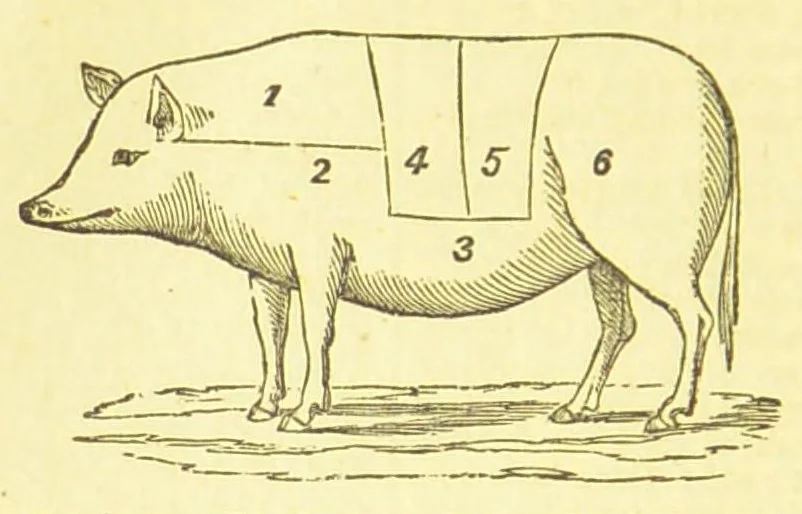 An illustration from Consult me, to know how to cook meats, poultry, fish, game, vegetables, soups, gravies, sauces, meat pies, puddings, food for the sick, &c.; consult me on confectionary ... consult me on household management and economy; ... consult me on diseases and their remedies ... consult me on how to dye ... consult me also on a thousand other things, 1870, leaf 326