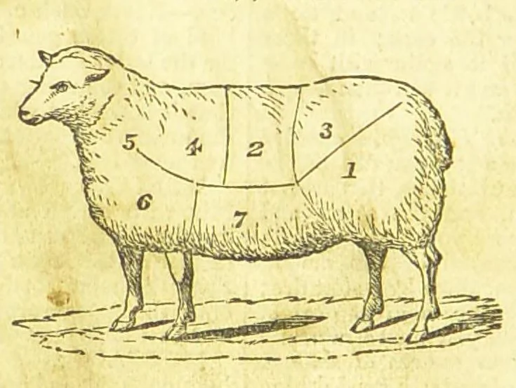An illustration from Consult me, to know how to cook meats, poultry, fish, game, vegetables, soups, gravies, sauces, meat pies, puddings, food for the sick, &c.; consult me on confectionary ... consult me on household management and economy; ... consult me on diseases and their remedies ... consult me on how to dye ... consult me also on a thousand other things, 1868, leaf 264