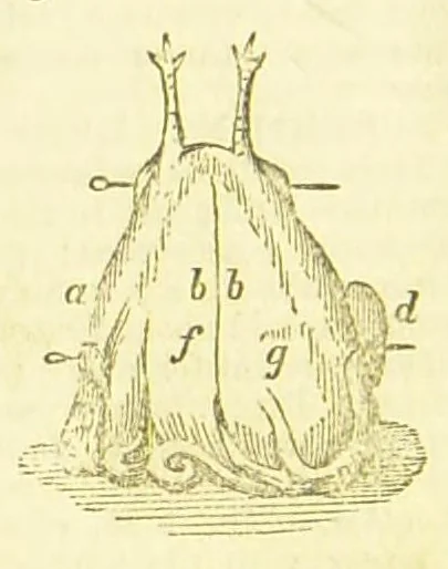 An illustration from Consult me, to know how to cook meats, poultry, fish, game, vegetables, soups, gravies, sauces, meat pies, puddings, food for the sick, &c.; consult me on confectionary ... consult me on household management and economy; ... consult me on diseases and their remedies ... consult me on how to dye ... consult me also on a thousand other things, 1868, leaf 304