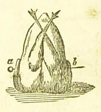 An illustration from Consult me, to know how to cook meats, poultry, fish, game, vegetables, soups, gravies, sauces, meat pies, puddings, food for the sick, &c.; consult me on confectionary ... consult me on household management and economy; ... consult me on diseases and their remedies ... consult me on how to dye ... consult me also on a thousand other things, 1868, leaf 309