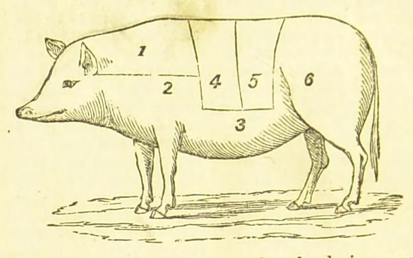An illustration from Consult me, to know how to cook meats, poultry, fish, game, vegetables, soups, gravies, sauces, meat pies, puddings, food for the sick, &c.; consult me on confectionary ... consult me on household management and economy; ... consult me on diseases and their remedies ... consult me on how to dye ... consult me also on a thousand other things, 1868, leaf 326