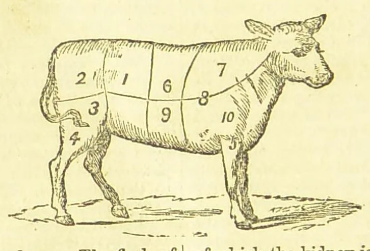 An illustration from Consult me, to know how to cook meats, poultry, fish, game, vegetables, soups, gravies, sauces, meat pies, puddings, food for the sick, &c.; consult me on confectionary ... consult me on household management and economy; ... consult me on diseases and their remedies ... consult me on how to dye ... consult me also on a thousand other things, 1868, leaf 432