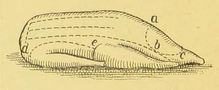 An illustration from The household oracle : a popular referee on subjects of household enquiry : including: - house building, buying and renting; house furnishing and decoration; housekeeping and domestic cookery; plain and fancy needlework; home farming, gardening, medicine; law; an epitome of the history of the world and the growth of the human family; the formation of our mother tongue and the rules of English grammar; a dictionary of religions; stepping stones of English history and a sketch of the English constitution setting forth the rights, privileges and duties of the English householder parochial, municipal, imperial; the story of the calendar, standards of weights and measures; arithmetical tables and tables of interest and a ready reckoner; household amusements, games, chess, cards and other indoor games, dancing, swimming, etiquette, ..., 1897, leaf 126
