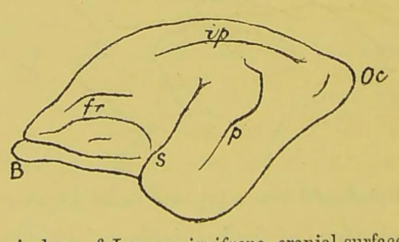 An illustration from Optical illusions of motion [electronic resource], 1882, leaf 62