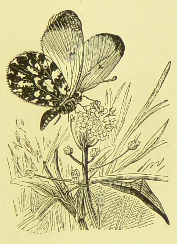 An illustration from Animal coloration : an account of the principal facts and theories relating to the colours and markings of animals, 1892, leaf 101