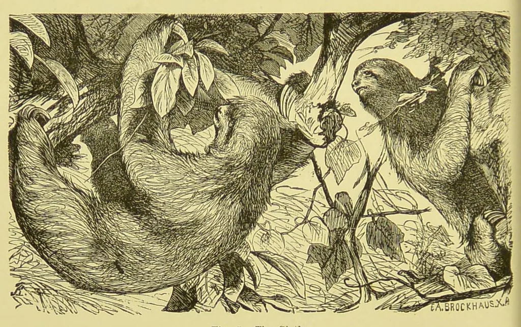 An illustration from Animal coloration : an account of the principal facts and theories relating to the colours and markings of animals, 1892, leaf 110