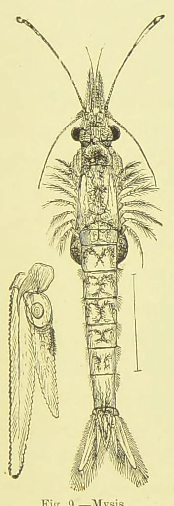 An illustration from Animal coloration : an account of the principal facts and theories relating to the colours and markings of animals, 1892, leaf 139