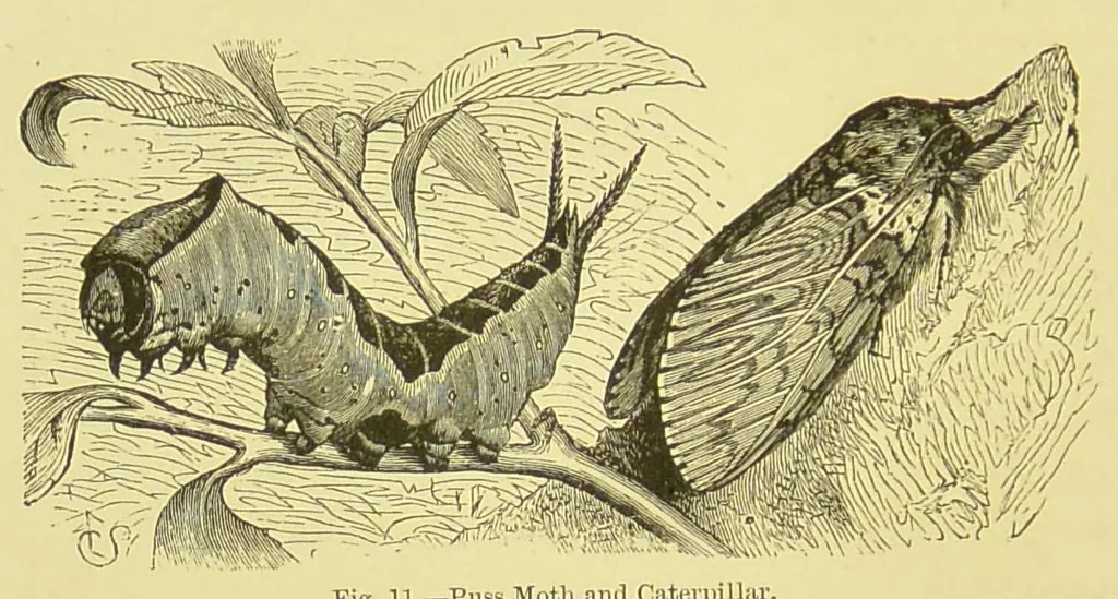 An illustration from Animal coloration : an account of the principal facts and theories relating to the colours and markings of animals, 1892, leaf 148