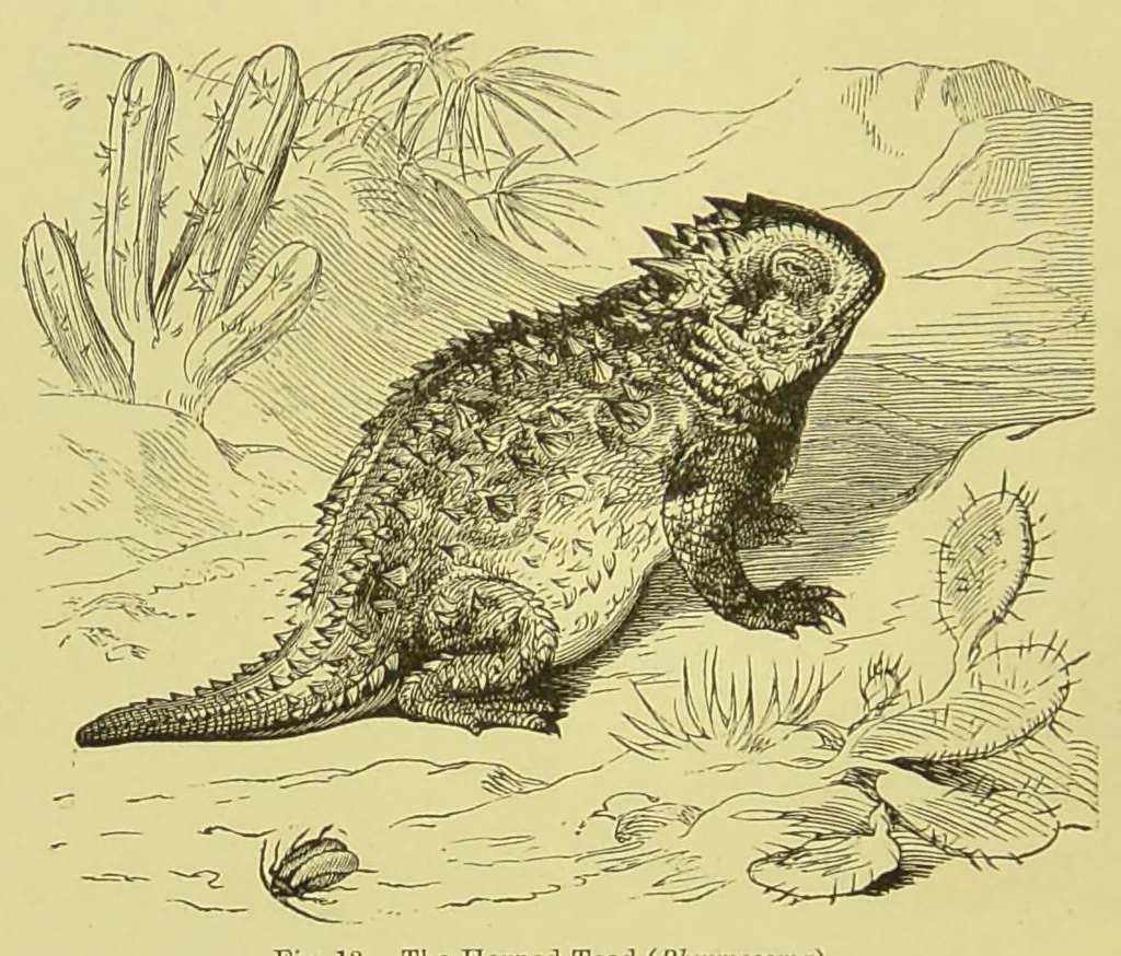 An illustration from Animal coloration : an account of the principal facts and theories relating to the colours and markings of animals, 1892, leaf 160