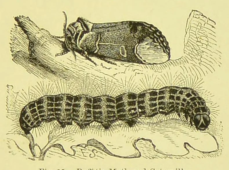 An illustration from Animal coloration : an account of the principal facts and theories relating to the colours and markings of animals, 1892, leaf 167