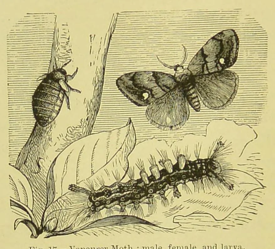 An illustration from Animal coloration : an account of the principal facts and theories relating to the colours and markings of animals, 1892, leaf 176