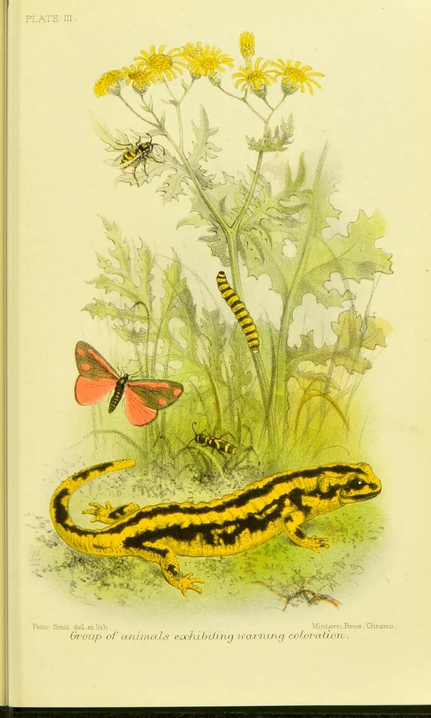 An illustration from Animal coloration : an account of the principal facts and theories relating to the colours and markings of animals, 1892, leaf 189