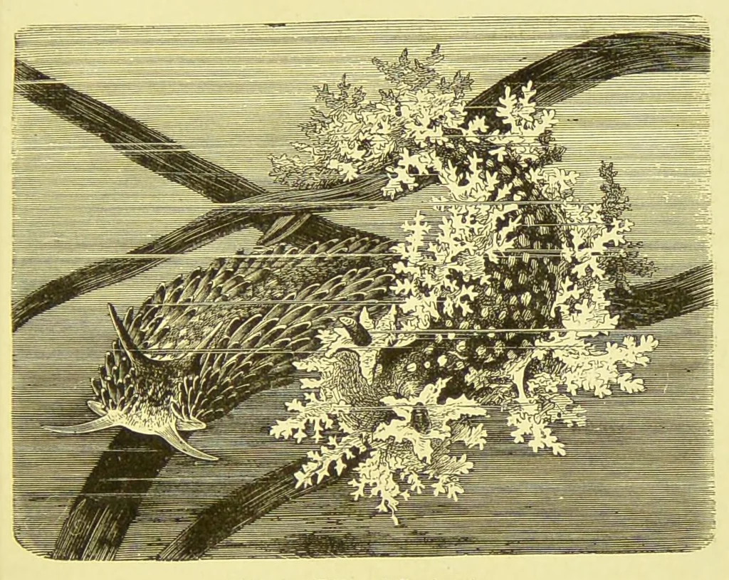 An illustration from Animal coloration : an account of the principal facts and theories relating to the colours and markings of animals, 1892, leaf 193