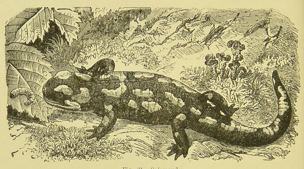 An illustration from Animal coloration : an account of the principal facts and theories relating to the colours and markings of animals, 1892, leaf 202