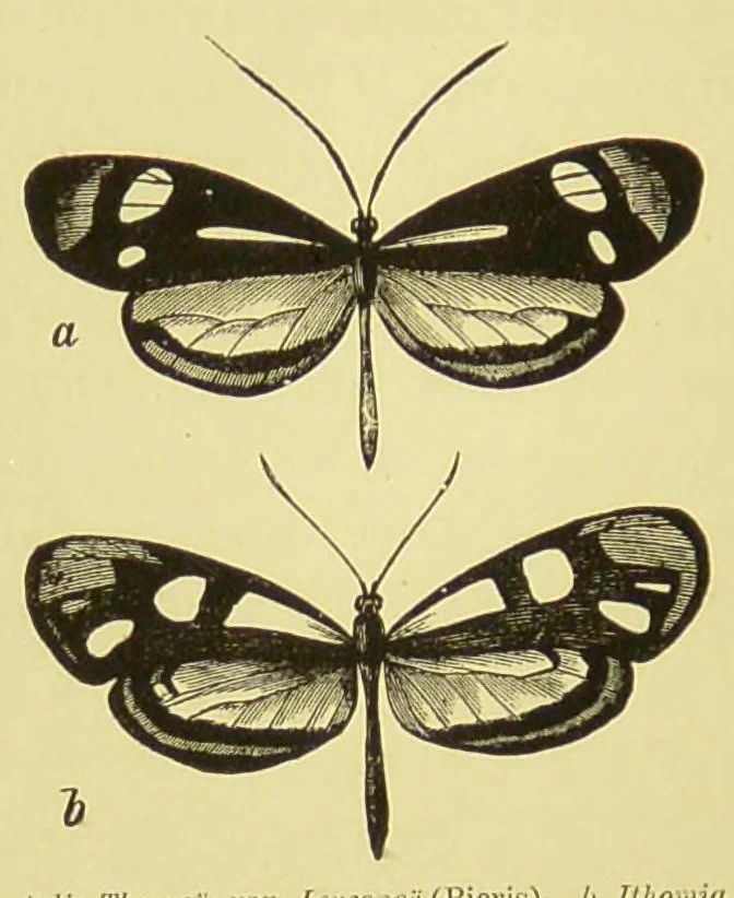 An illustration from Animal coloration : an account of the principal facts and theories relating to the colours and markings of animals, 1892, leaf 212
