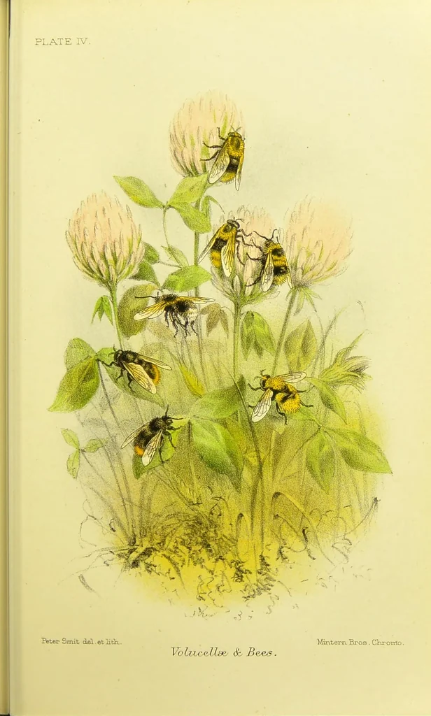 An illustration from Animal coloration : an account of the principal facts and theories relating to the colours and markings of animals, 1892, leaf 245